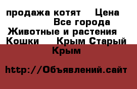 продажа котят  › Цена ­ 15 000 - Все города Животные и растения » Кошки   . Крым,Старый Крым